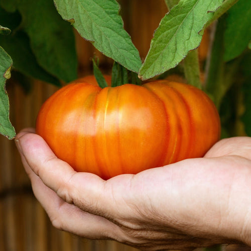 'Beefmaster' Tomato Plant Vegetables