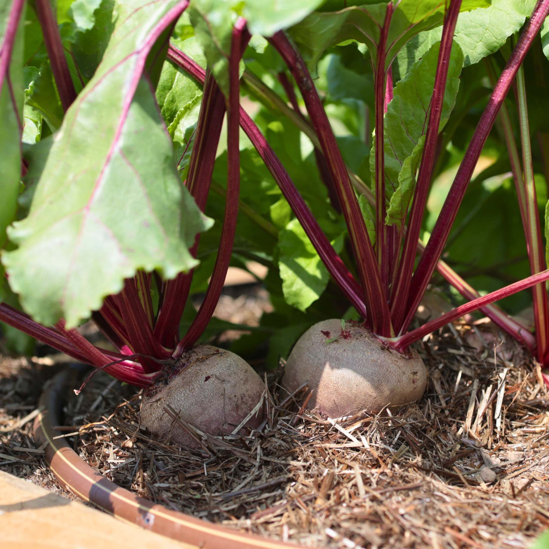Two Beetroot Beetroot Plants – Roots Plants