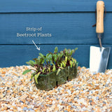 Mixed Beetroot Plants Vegetables