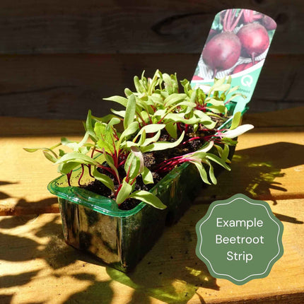 Mixed Beetroot Plants Vegetables