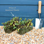 Mixed Beetroot Plants Vegetables