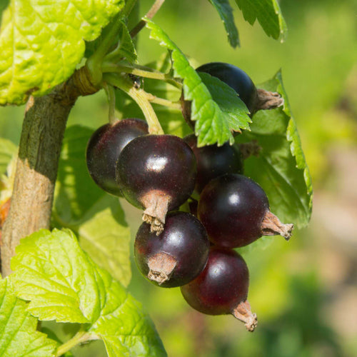 'Ben Alder' Blackcurrant Bush Soft Fruit