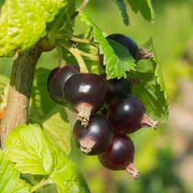 'Ben Alder' Blackcurrant Bush Soft Fruit