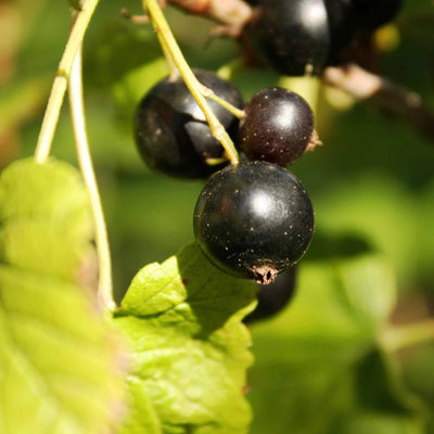 'Ben Hope' Blackcurrant Bush Soft Fruit