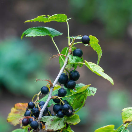 'Ben Nevis' Blackcurrant Bush Soft Fruit