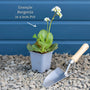 Bergenia 'Fire & Ice' Perennial Bedding