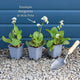 Bergenia 'Fire & Ice' Perennial Bedding