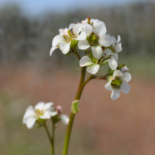 Bergenia 'Bressingham White' Perennial Bedding