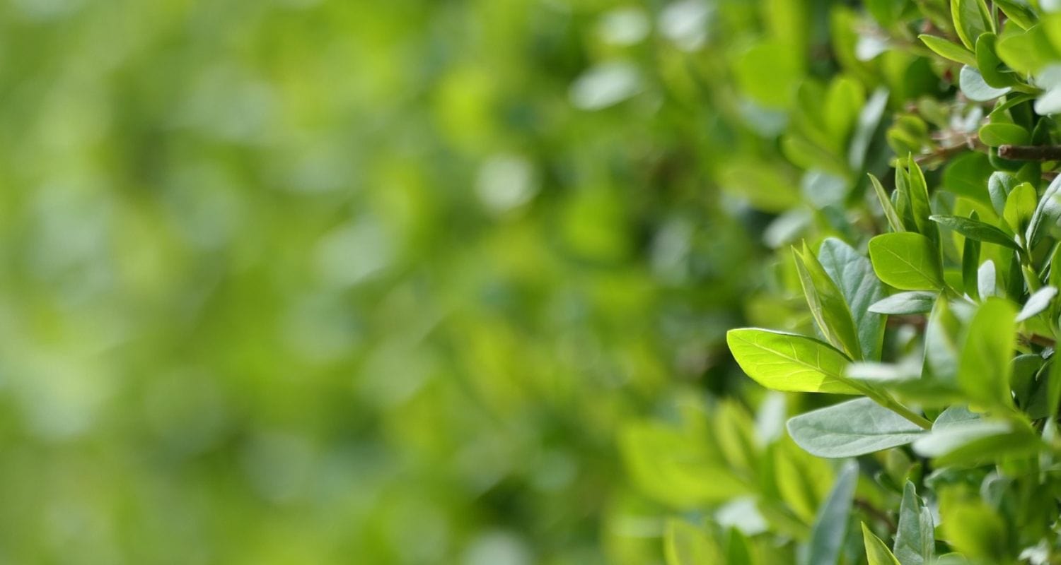 Best Evergreen Hedging Plants