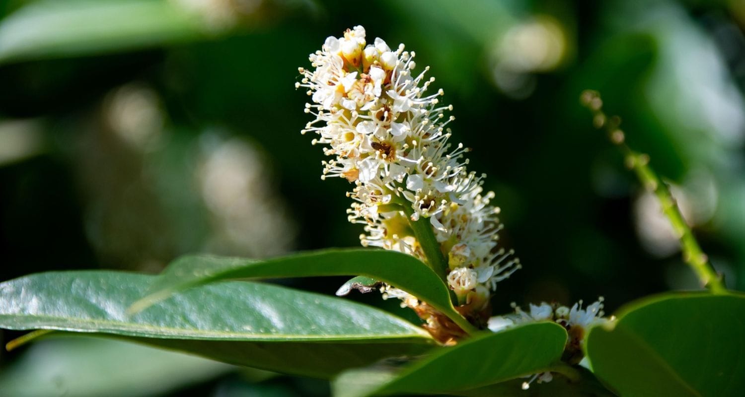 Best Evergreen Shrubs
