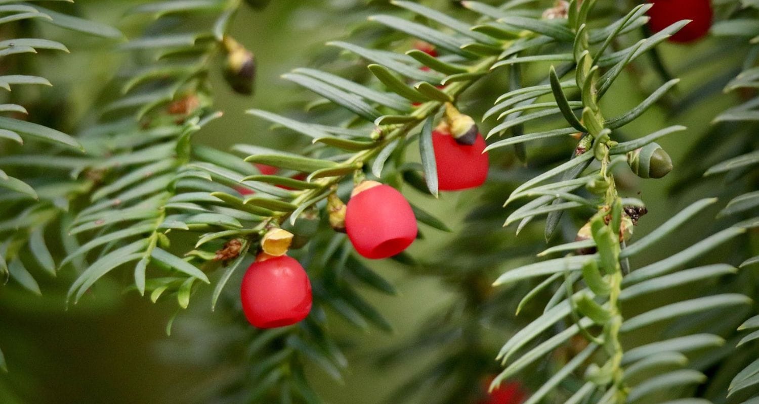 Best Evergreen Trees for UK Gardens