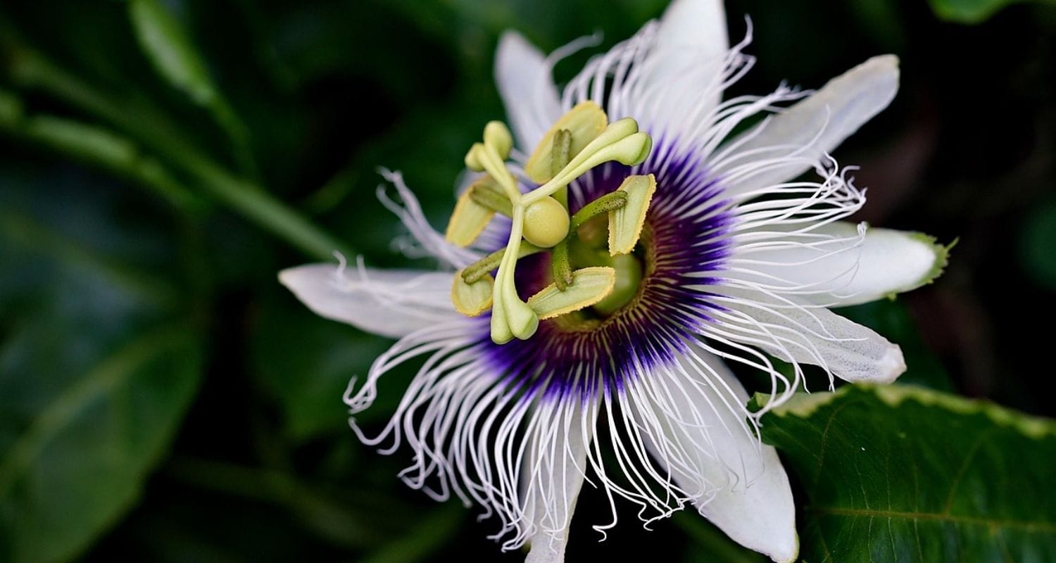 Best flowering climbers for your garden
