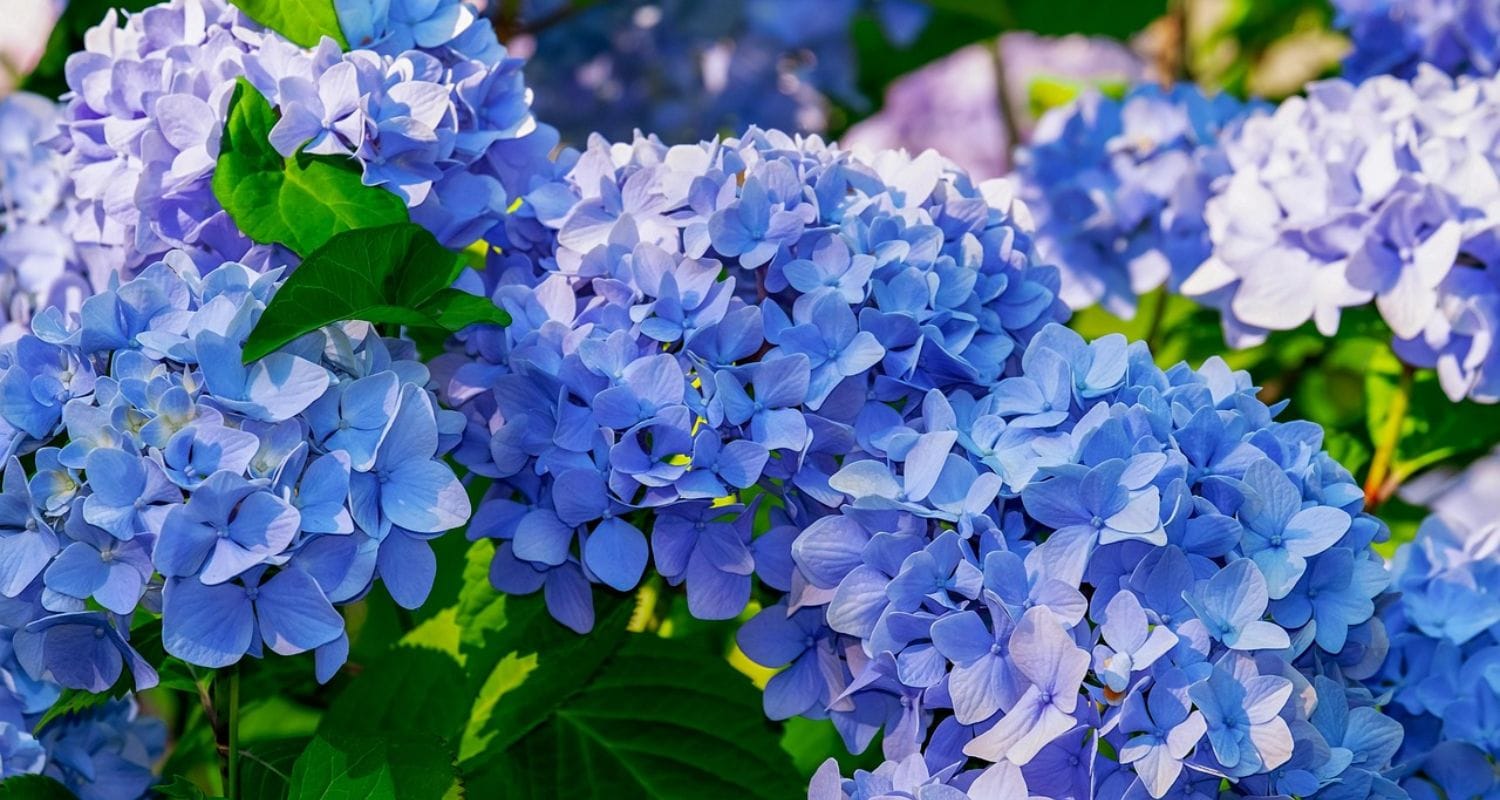 Best Flowering Shrubs for Your Garden