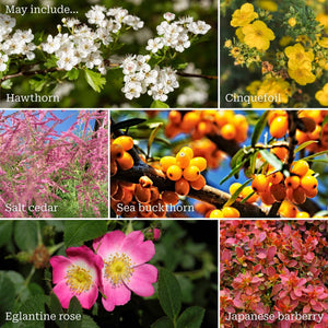 Best Mixed Coastal Hedging | Growers' Choice Shrubs
