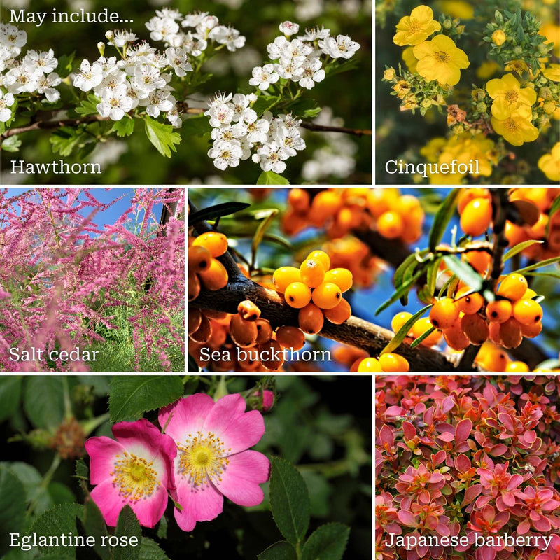 Best Mixed Coastal Hedging | Growers' Choice Shrubs