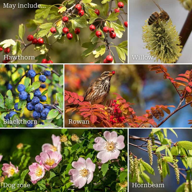Best Mixed Native Wildlife Hedging | Growers' Choice Shrubs