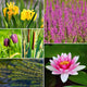 Best Pond Plants for Any Size Pond | All in One | Oxygenating & Wildlife | Flowers & Structure Pond Plants