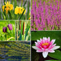 Best Pond Plants for Any Size Pond | All in One | Oxygenating & Wildlife | Flowers & Structure Pond Plants