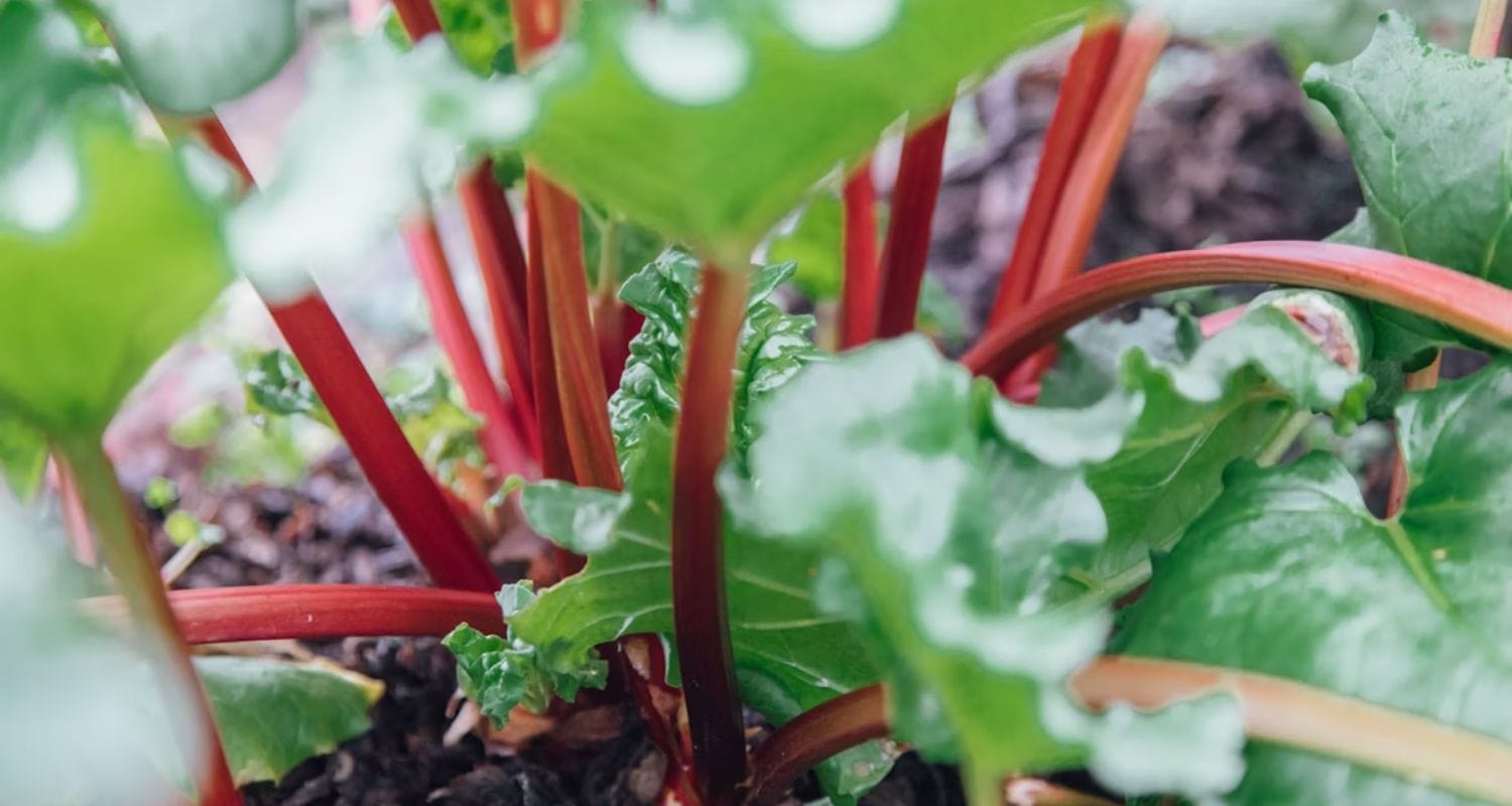 Best Rhubarb Varieties to Grow in the UK