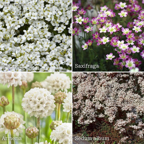 Best Rockery Plants | Ultimate Alpine Collection Perennial Bedding