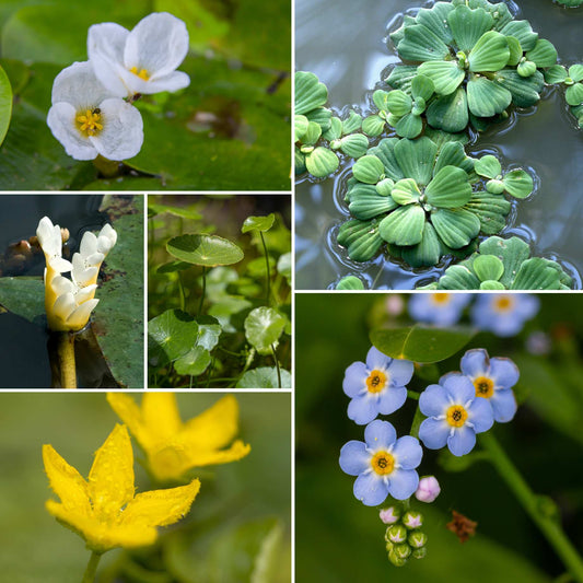 Best Small Pond Plants Collection | Grower's Choice Pond Plants
