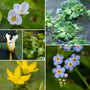 Best Small Pond Plants Collection | Grower's Choice Pond Plants