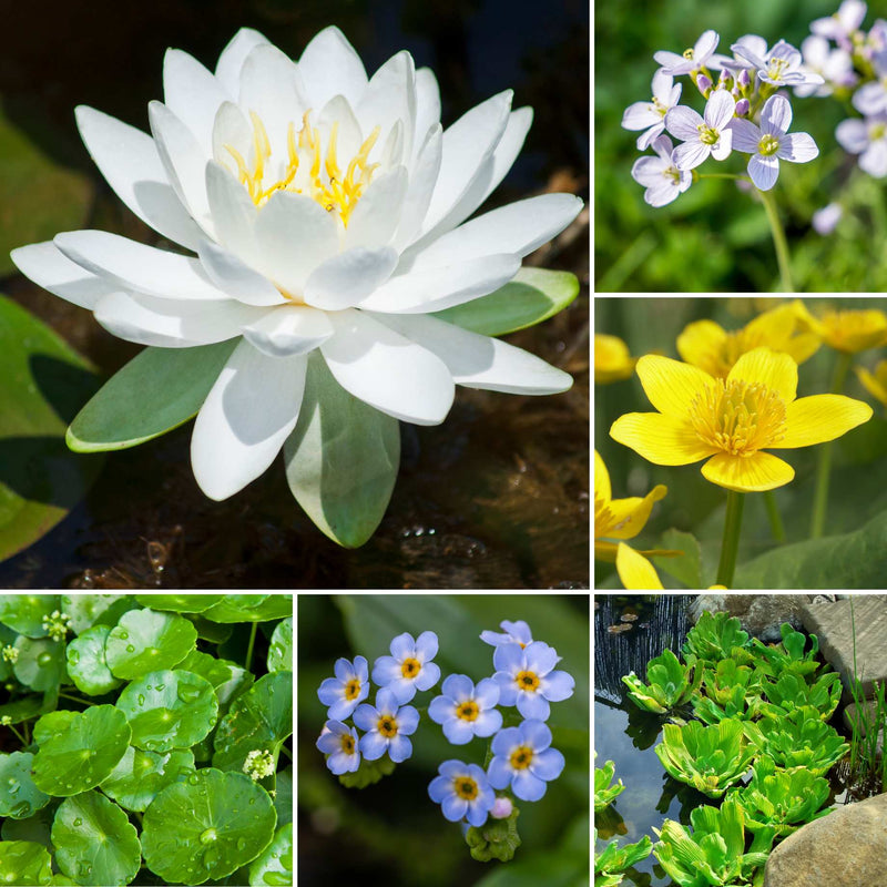 Best Small Pond Plants Collection with a Lily | Grower's Choice Pond Plants