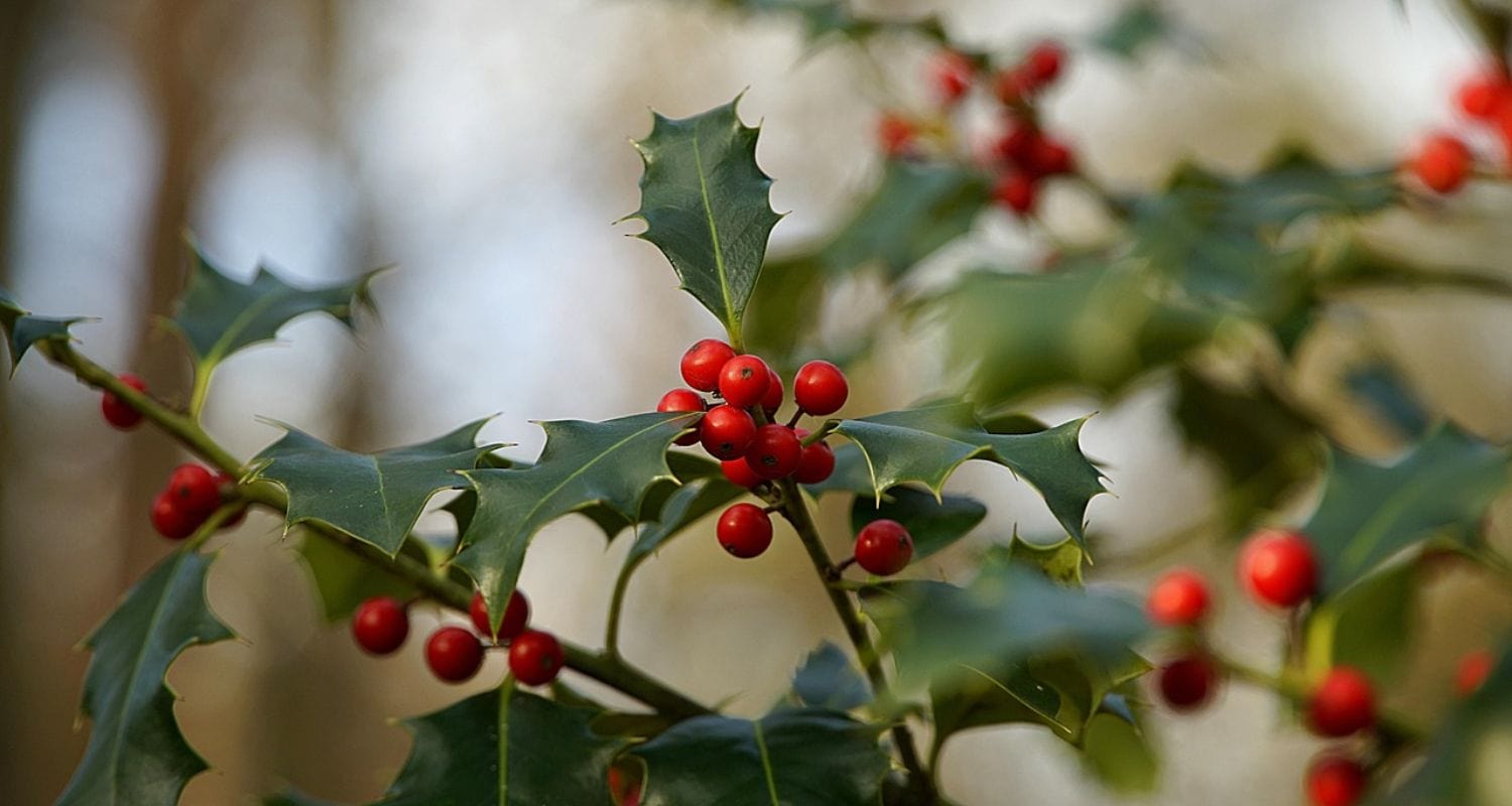 Best Trees for Shade