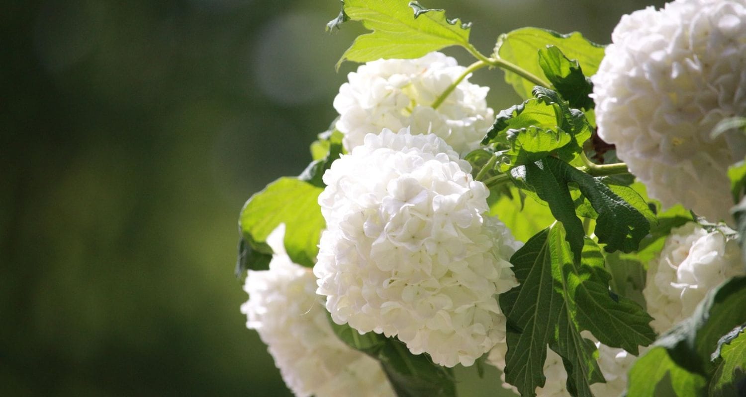 Best Types of Hydrangeas for Your Garden