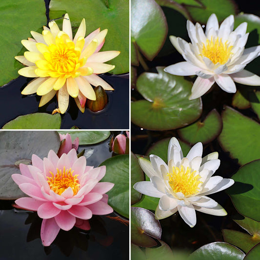 Best Water Lily Plants for Any Size Pond | Growers' Choice Pond Plants