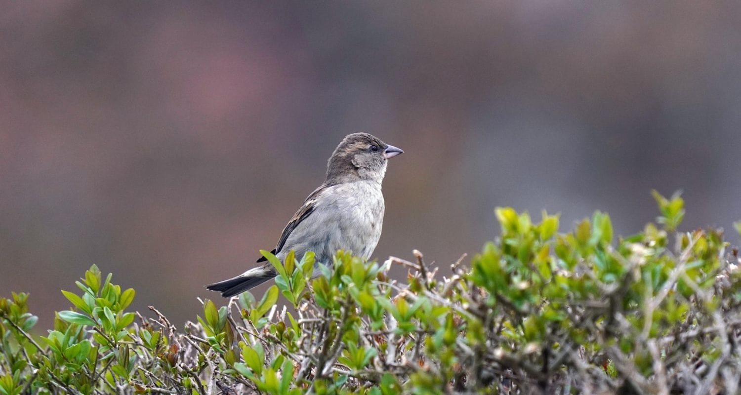 Best Wildlife Hedges