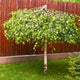 Weeping Silver Birch Tree | Betula pendula 'Youngii' Ornamental Trees