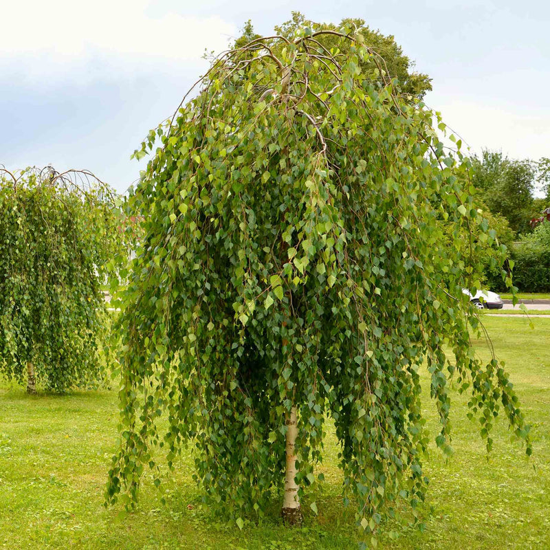 Weeping Silver Birch Tree | Betula pendula 'Youngii' Ornamental Trees