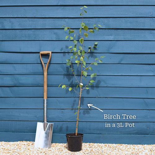 Himalayan Birch Tree | Betula utilis jacquemontii Ornamental Trees