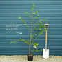 Himalayan Birch Tree | Betula utilis jacquemontii Ornamental Trees