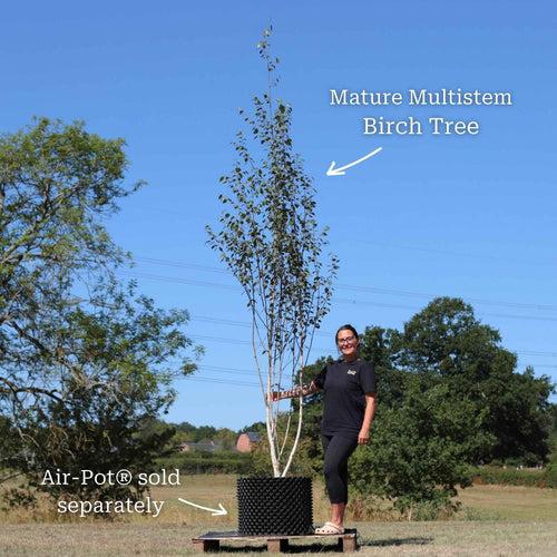 Silver Birch Tree | Betula pendula Ornamental Trees