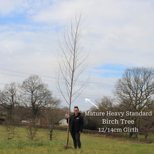Silver Birch Tree | Betula pendula Ornamental Trees