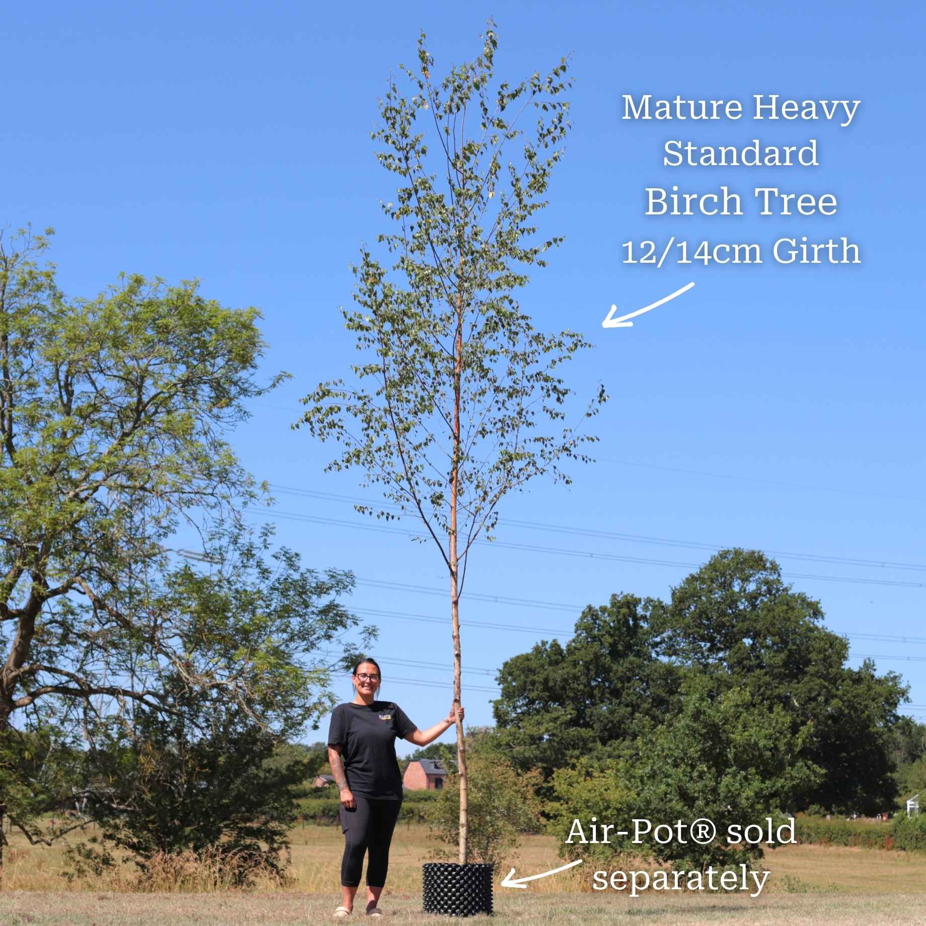 Silver Birch Tree Betula pendula – Roots Plants - Main Image