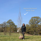 Himalayan Birch Tree | Betula utilis jacquemontii Ornamental Trees