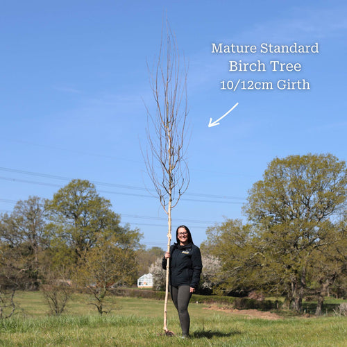 Silver Birch Tree | Betula pendula Ornamental Trees