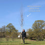 Silver Birch Tree | Betula pendula Ornamental Trees