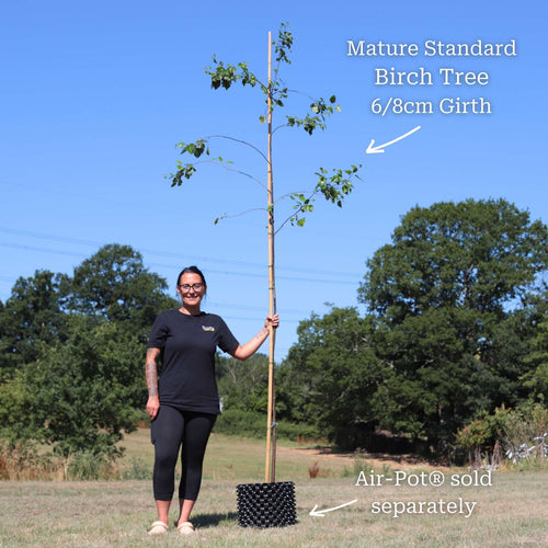 Paper Birch Tree | Betula papyrifera Ornamental Trees