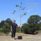 Paper Birch Tree | Betula papyrifera Ornamental Trees