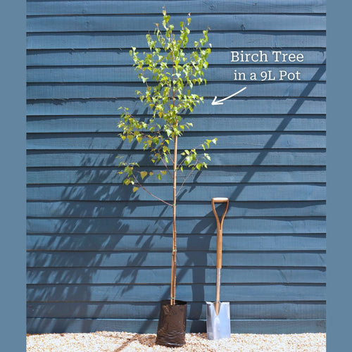 Silver Birch Tree | Betula pendula Ornamental Trees