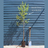 Silver Birch Tree | Betula pendula Ornamental Trees