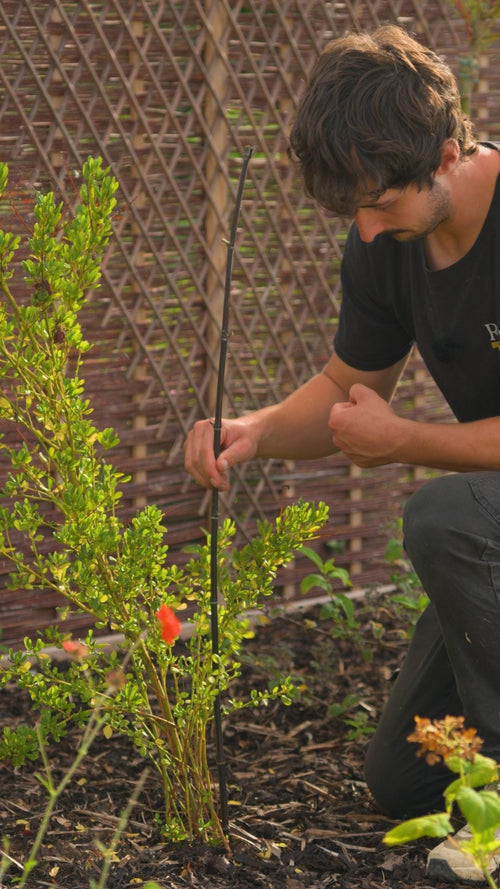 Black bamboo makes the most stylish plant supports