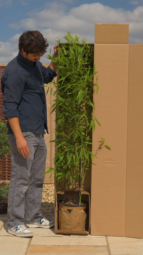 Why choose a Roots black bamboo?