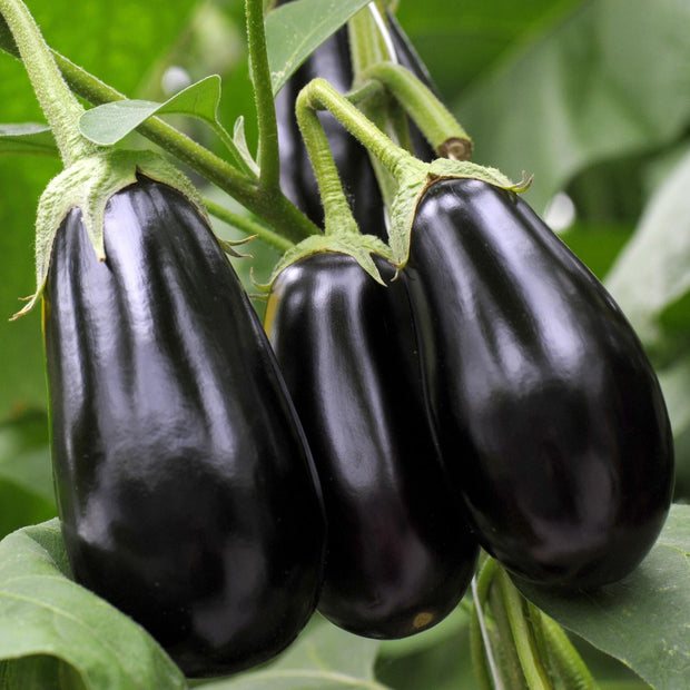 'Black Beauty' Aubergine Plants Vegetables
