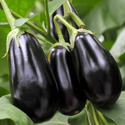 'Black Beauty' Aubergine Plants Vegetables