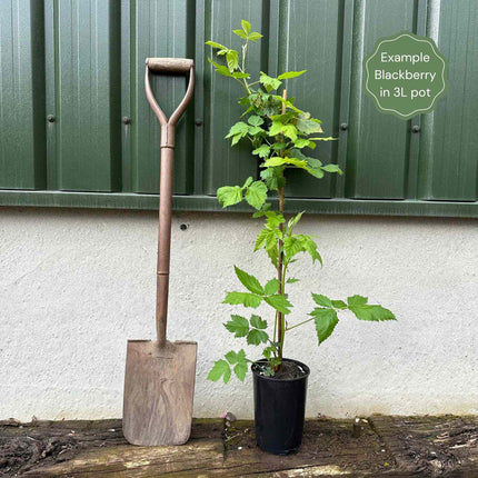 'Karaka Black' Blackberry Bush Soft Fruit